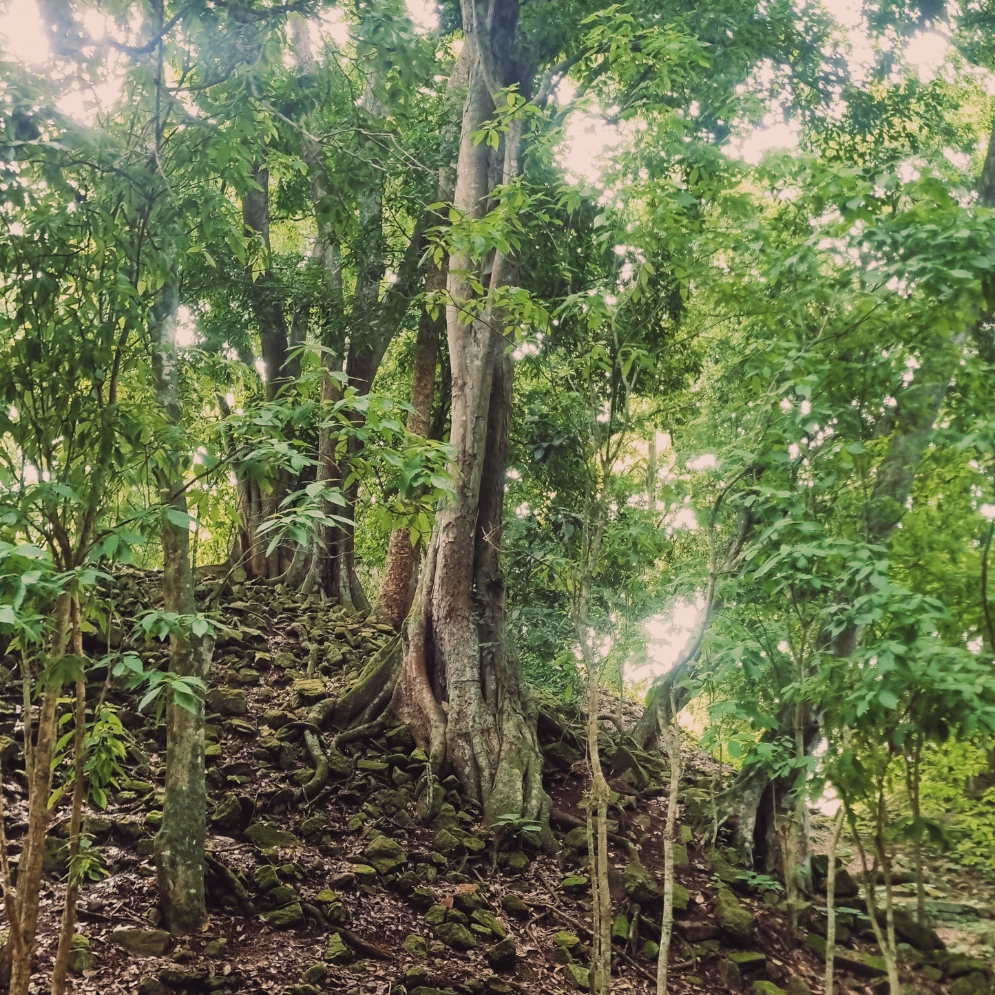 Labrodorite and Emerald Skull Amulet copper electroformed