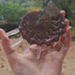 Ancient ammonite and raw clear quartz electroformed pendant necklace