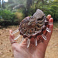 Ancient ammonite and raw clear quartz electroformed pendant necklace
