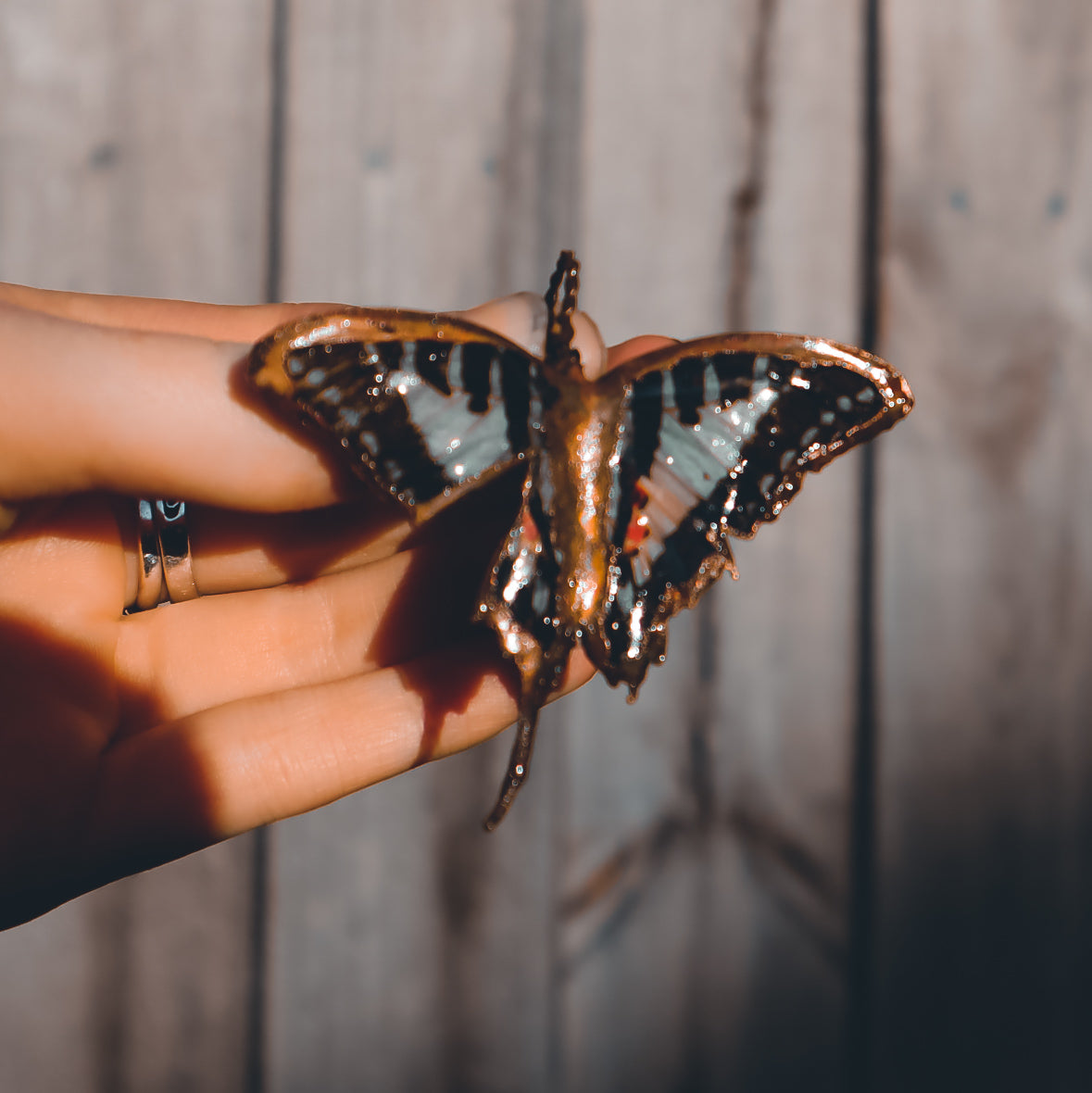 Copper swallowtail butterfly #1