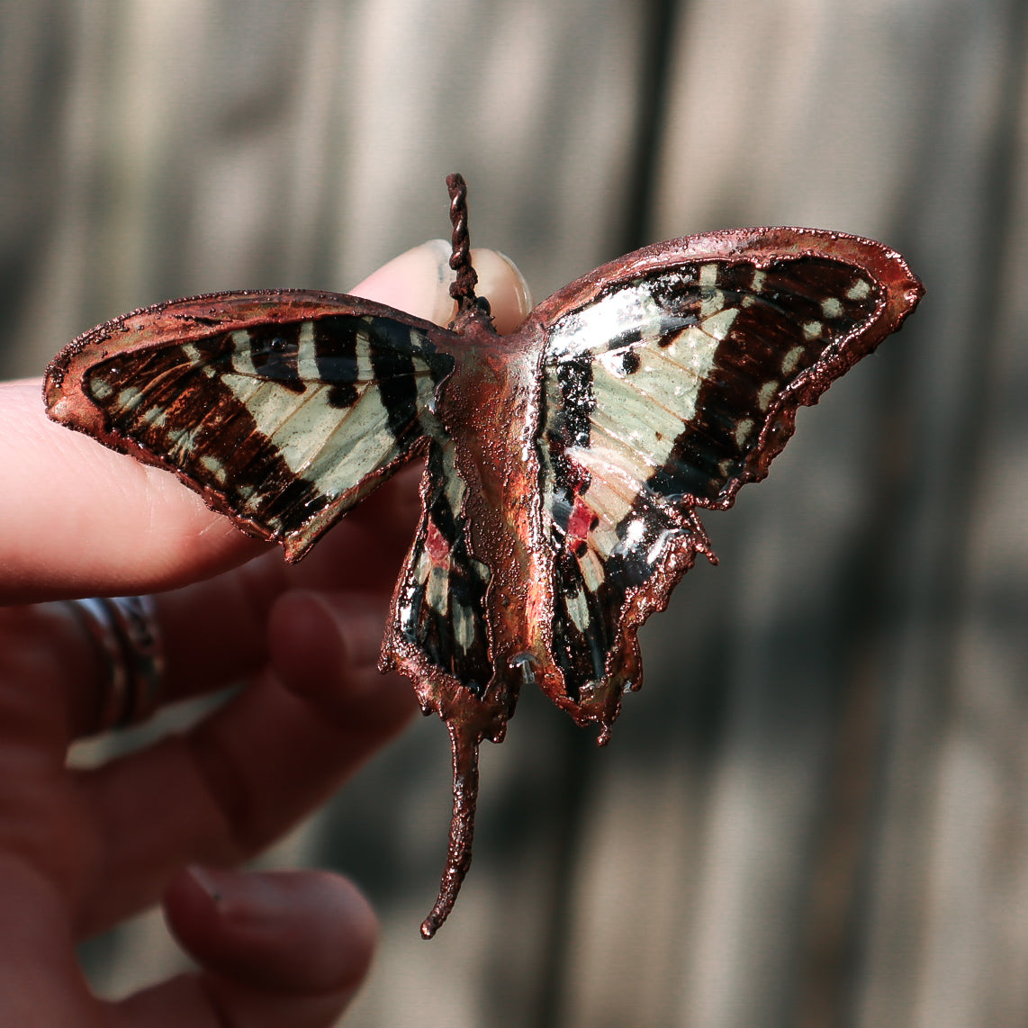 Copper swallowtail butterfly #1