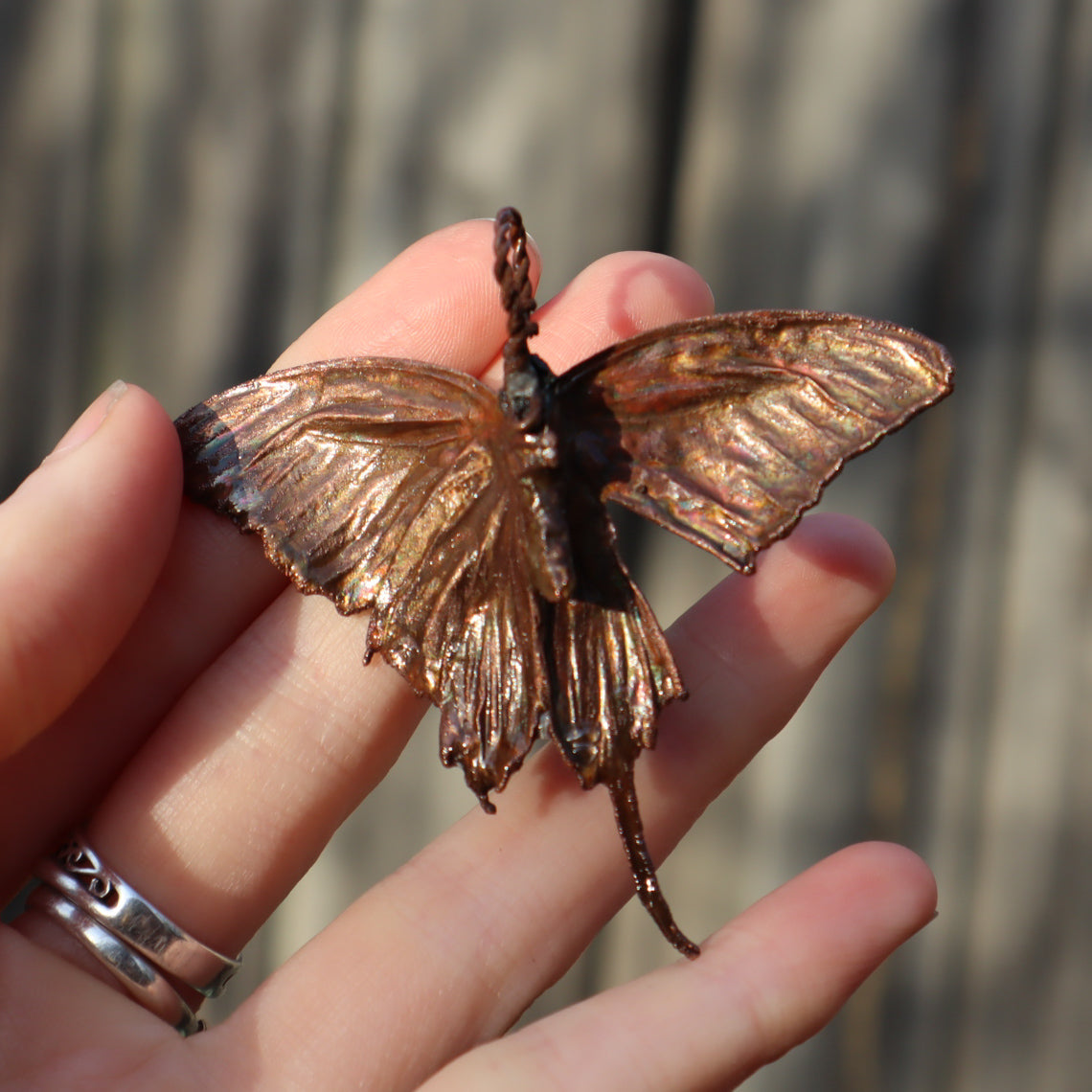 Copper swallowtail butterfly #1