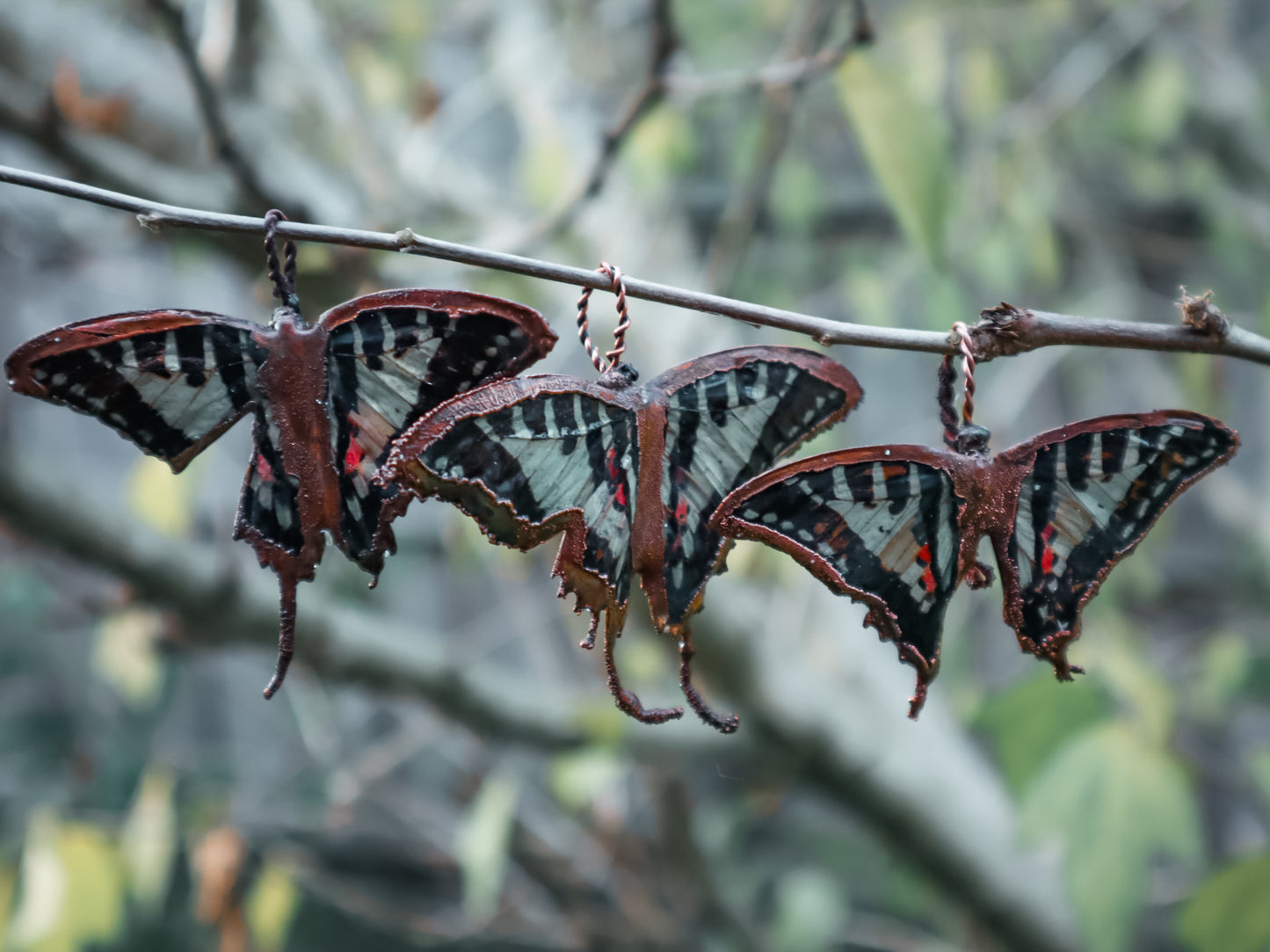 Copper swallowtail butterfly #1